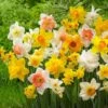 12/14 Cm Daffodil Bulbs All-In-One Mixed (Bag Of 25) -J Parkers Garden Store garden state bulb flower bulbs ecf 07 25 64 1000