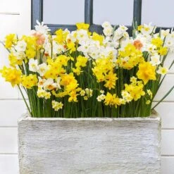 12/14 Cm Daffodil Bulbs All-In-One Mixed (Bag Of 50) -J Parkers Garden Store garden state bulb flower bulbs ecf 07 50 31 1000