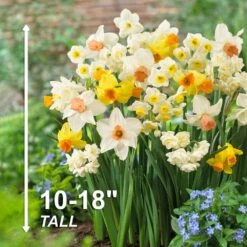 12/14 Cm Daffodil Bulbs All-In-One Mixed (Bag Of 50) -J Parkers Garden Store garden state bulb flower bulbs ecf 07 50 44 1000