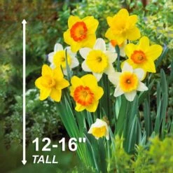 12/14 Cm Daffodil Naturalizing Mixed Flower Bulbs (Bag Of 100) -J Parkers Garden Store garden state bulb flower bulbs ecf 08 100 44 1000