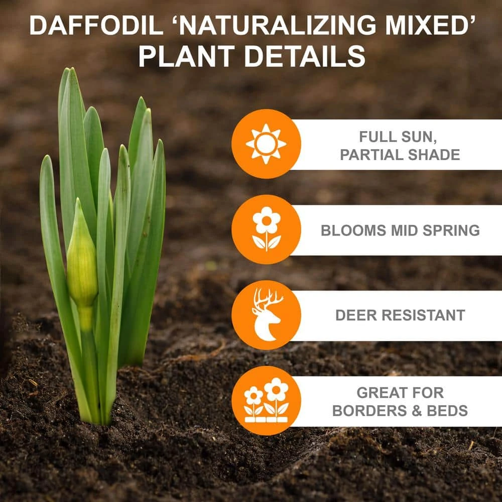 12/14 Cm Daffodil Naturalizing Mixed Flower Bulbs (Bag Of 25) 6 12/14 Cm Daffodil Naturalizing Mixed Flower Bulbs (Bag Of 25) - Image 4