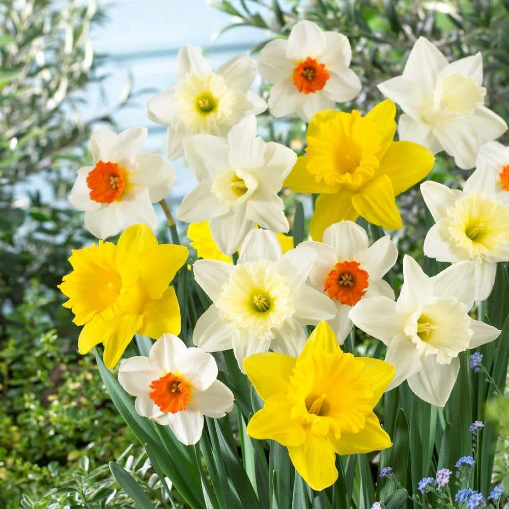 12/14 Cm Daffodil Naturalizing Mixed Flower Bulbs (Bag Of 25) 3 12/14 Cm Daffodil Naturalizing Mixed Flower Bulbs (Bag Of 25)
