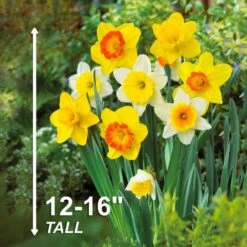 12/14 Cm Daffodil Naturalizing Mixed Flower Bulbs (Bag Of 50) -J Parkers Garden Store garden state bulb flower bulbs ecf 08 50 44 1000