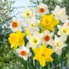 12/14 Cm Daffodil Naturalizing Mixed Flower Bulbs (Bag Of 50) -J Parkers Garden Store garden state bulb flower bulbs ecf 08 50 64 1000