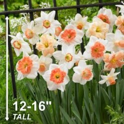 14/16 Cm Daffodil Pink Mixed Flower Bulbs (Bag Of 100) 14 14/16 Cm Daffodil Pink Mixed Flower Bulbs (Bag Of 100) -J Parkers Garden Store garden state bulb flower bulbs ecf 09 100 44 1000
