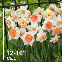 14/16 Cm Daffodil Pink Mixed Flower Bulbs (Bag Of 25) 14 14/16 Cm Daffodil Pink Mixed Flower Bulbs (Bag Of 25) -J Parkers Garden Store garden state bulb flower bulbs ecf 09 25 44 1000