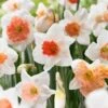 14/16 Cm Daffodil Pink Mixed Flower Bulbs (Bag Of 250) -J Parkers Garden Store garden state bulb flower bulbs ecf 09 250 64 1000