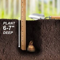 14/16 Cm Daffodil Pink Mixed Flower Bulbs (Bag Of 250) -J Parkers Garden Store garden state bulb flower bulbs ecf 09 250 fa 1000