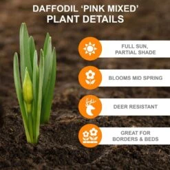 14/16 Cm Daffodil Pink Mixed Flower Bulbs (Bag Of 50) -J Parkers Garden Store garden state bulb flower bulbs ecf 09 50 1f 1000