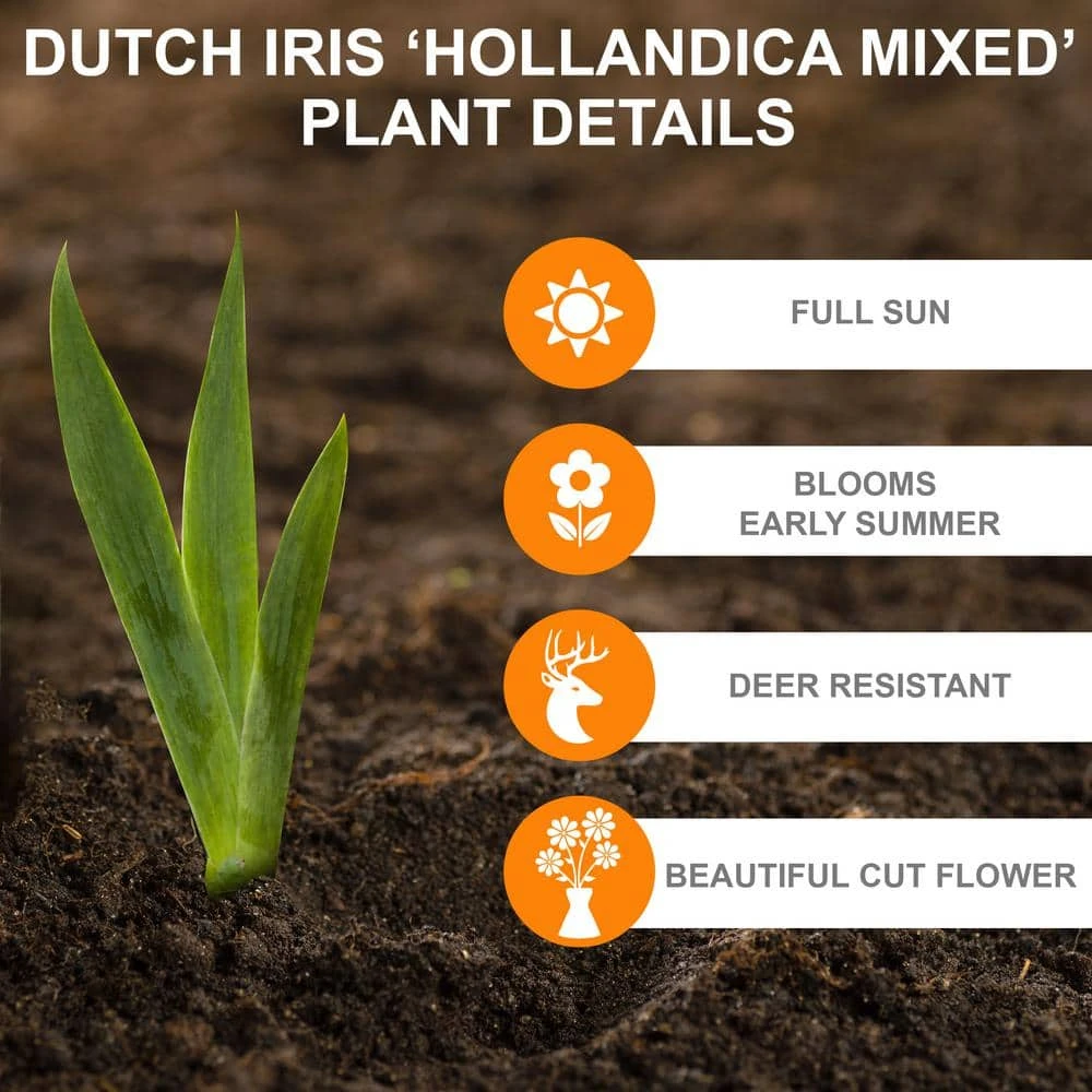 8/9 Cm Dutch Iris Hollandica Bulbs Mixed (Bag Of 100) 6 8/9 Cm Dutch Iris Hollandica Bulbs Mixed (Bag Of 100) - Image 4