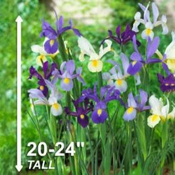 8/9 Cm Dutch Iris Hollandica Bulbs Mixed (Bag Of 100) 14 8/9 Cm Dutch Iris Hollandica Bulbs Mixed (Bag Of 100) -J Parkers Garden Store garden state bulb flower bulbs ecf 10 100 44 1000
