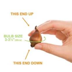 8/9 Cm Dutch Iris Hollandica Bulbs Mixed (Bag Of 100) 12 8/9 Cm Dutch Iris Hollandica Bulbs Mixed (Bag Of 100) -J Parkers Garden Store garden state bulb flower bulbs ecf 10 100 4f 1000