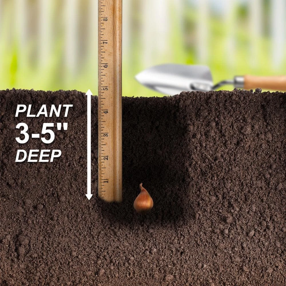 8/9 Cm Dutch Iris Hollandica Bulbs Mixed (Bag Of 100) 8 8/9 Cm Dutch Iris Hollandica Bulbs Mixed (Bag Of 100) - Image 6