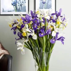 8/9 Cm Dutch Iris Hollandica Bulbs Mixed (Bag Of 50) 17 8/9 Cm Dutch Iris Hollandica Bulbs Mixed (Bag Of 50) -J Parkers Garden Store garden state bulb flower bulbs ecf 10 50 31 1000