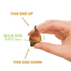 8/9 Cm Dutch Iris Hollandica Bulbs Mixed (Bag Of 50) 12 8/9 Cm Dutch Iris Hollandica Bulbs Mixed (Bag Of 50) -J Parkers Garden Store garden state bulb flower bulbs ecf 10 50 4f 1000