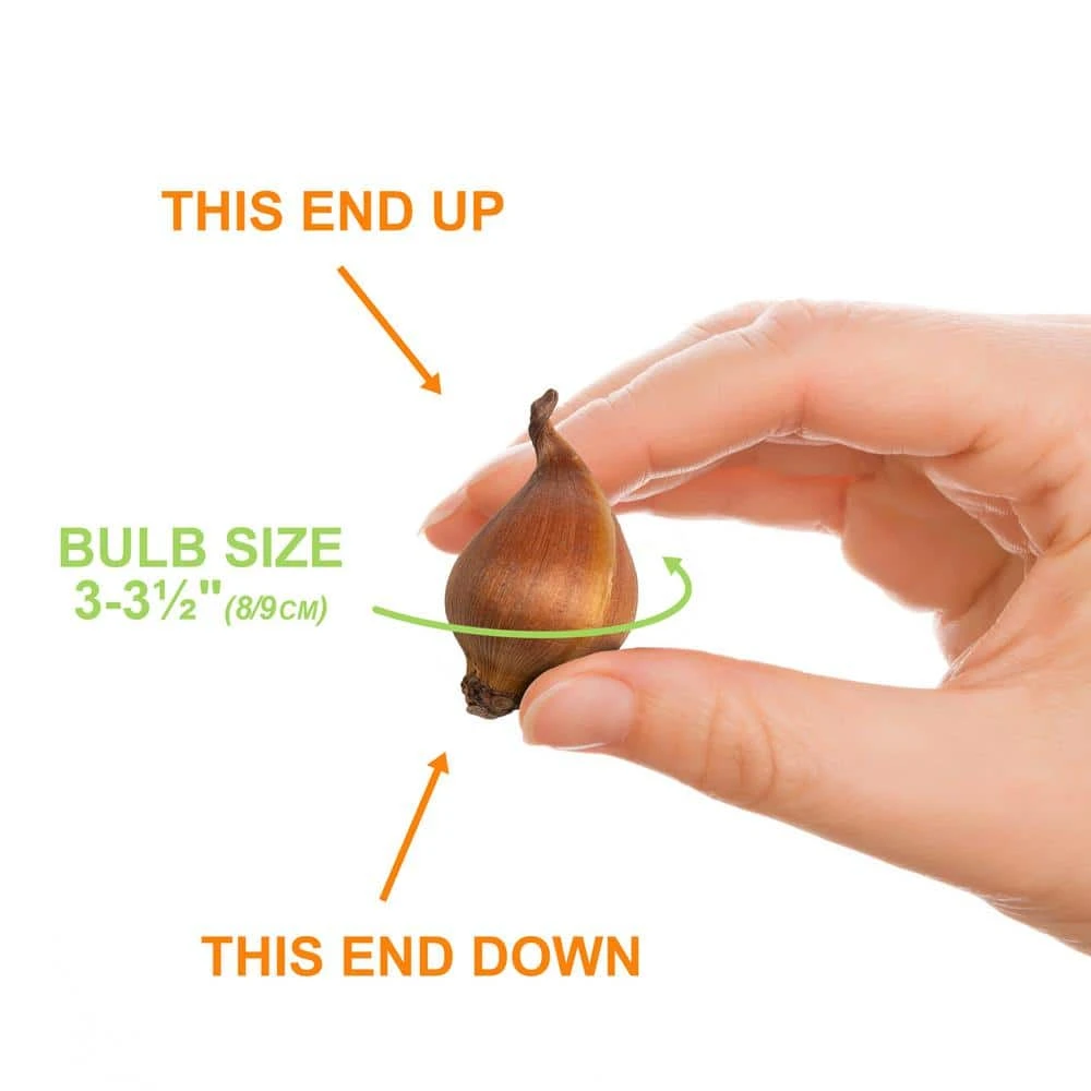 8/9 Cm Dutch Iris Hollandica Bulbs Mixed (Bag Of 50) 5 8/9 Cm Dutch Iris Hollandica Bulbs Mixed (Bag Of 50) - Image 3