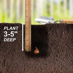 8/9 Cm Dutch Iris Hollandica Bulbs Mixed (Bag Of 50) 15 8/9 Cm Dutch Iris Hollandica Bulbs Mixed (Bag Of 50) -J Parkers Garden Store garden state bulb flower bulbs ecf 10 50 fa 1000