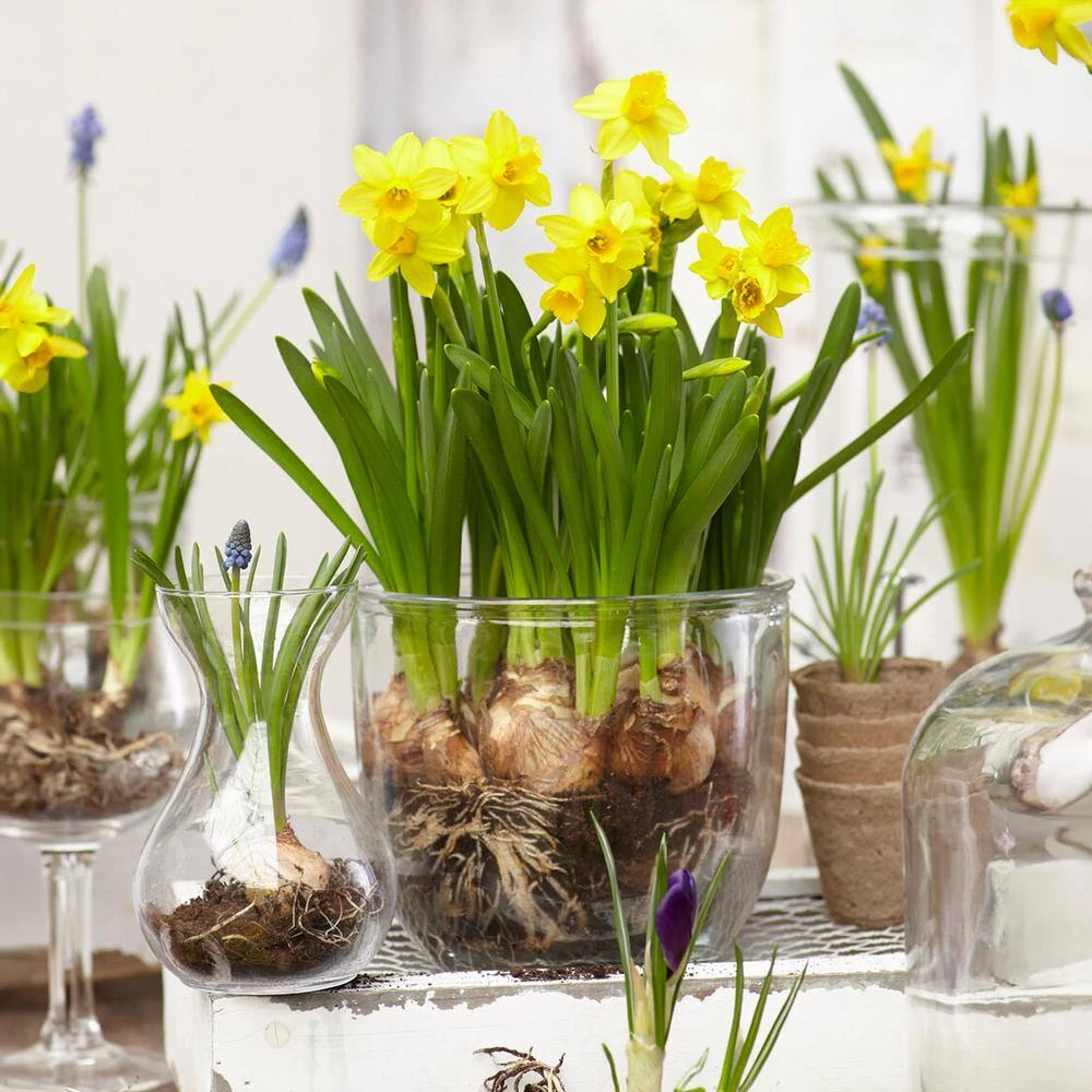 12/14 Cm Narcissus Tete-A-Tete Daffodil Flower Bulbs (Bag Of 100) 10 12/14 Cm Narcissus Tete-A-Tete Daffodil Flower Bulbs (Bag Of 100) - Image 8