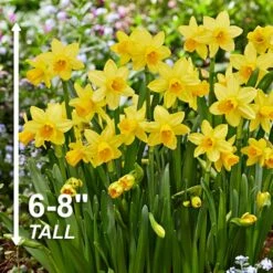 12/14 Cm Narcissus Tete-A-Tete Daffodil Flower Bulbs (Bag Of 100) 12 12/14 Cm Narcissus Tete-A-Tete Daffodil Flower Bulbs (Bag Of 100) -J Parkers Garden Store garden state bulb flower bulbs ecf 100 100 04 4f 1000