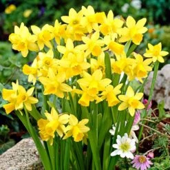 12/14 Cm Narcissus Tete-A-Tete Daffodil Flower Bulbs (Bag Of 100)