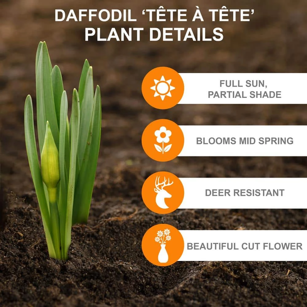 12/14 Cm Narcissus Tete-A-Tete Daffodil Flower Bulbs (Bag Of 100) 4 12/14 Cm Narcissus Tete-A-Tete Daffodil Flower Bulbs (Bag Of 100) - Image 2