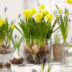 12/14 Cm, Narcissus Tete-a-Tete Daffodil Flower Bulbs (Bag Of 25) -J Parkers Garden Store garden state bulb flower bulbs ecf 100 25 01 31 1000