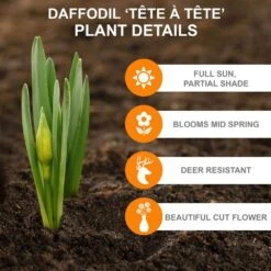 12/14 Cm, Narcissus Tete-a-Tete Daffodil Flower Bulbs (Bag Of 25) -J Parkers Garden Store garden state bulb flower bulbs ecf 100 25 01 c3 1000