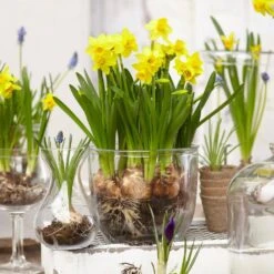 12/14 Cm Narcissus Tete-A-Tete Daffodil Flower Bulbs (Bag Of 250) -J Parkers Garden Store garden state bulb flower bulbs ecf 100 250 10 31 1000