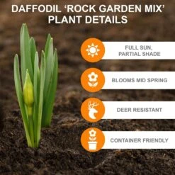 12/14 Cm Narcissus Rock Garden Mix Daffodil Flower Bulbs (Bag Of 100) -J Parkers Garden Store garden state bulb flower bulbs ecf 103 100 04 c3 1000