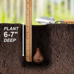 12/14 Cm, Narcissus Rock Garden Mix Daffodil Flower Bulbs (Bag Of 25) -J Parkers Garden Store garden state bulb flower bulbs ecf 103 25 01 44 1000