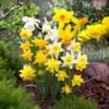 12/14 Cm, Narcissus Rock Garden Mix Daffodil Flower Bulbs (Bag Of 25) -J Parkers Garden Store garden state bulb flower bulbs ecf 103 25 01 64 1000