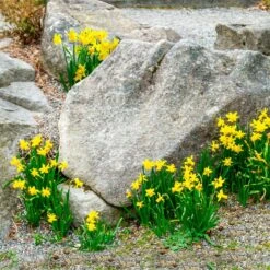 12/14 Cm Narcissus Rock Garden Mix Daffodil Flower Bulbs (Bag Of 50) -J Parkers Garden Store garden state bulb flower bulbs ecf 103 50 02 31 1000