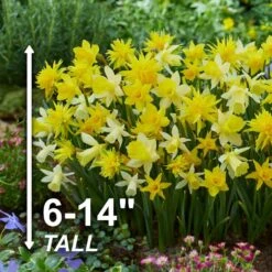 12/14 Cm Narcissus Rock Garden Mix Daffodil Flower Bulbs (Bag Of 50) -J Parkers Garden Store garden state bulb flower bulbs ecf 103 50 02 4f 1000