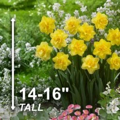 16/18 Cm, Double Flowering Golden Ducat Daffodil Bulbs (Bag Of 100) -J Parkers Garden Store garden state bulb flower bulbs ecf 104 100 04 4f 1000