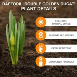 16/18 Cm, Double Flowering Golden Ducat Daffodil Bulbs (Bag Of 100) -J Parkers Garden Store garden state bulb flower bulbs ecf 104 100 04 c3 1000
