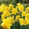 16/18 Cm, Double Flowering Golden Ducat Daffodil Bulbs (Bag Of 25) -J Parkers Garden Store garden state bulb flower bulbs ecf 104 25 01 64 1000