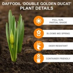16/18 Cm, Double Flowering Golden Ducat Daffodil Bulbs (Bag Of 25) -J Parkers Garden Store garden state bulb flower bulbs ecf 104 25 01 c3 1000