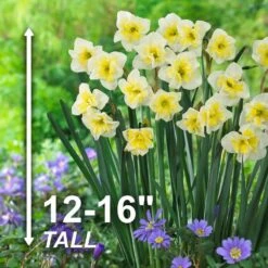 16/18 Cm, Smiling Twin Split Corona Daffodil Flower Bulbs (Bag Of 100) -J Parkers Garden Store garden state bulb flower bulbs ecf 106 100 04 4f 1000