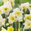 16/18 Cm, Smiling Twin Split Corona Daffodil Flower Bulbs (Bag Of 100) -J Parkers Garden Store garden state bulb flower bulbs ecf 106 100 04 64 1000