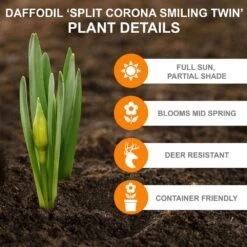 16/18 Cm, Smiling Twin Split Corona Daffodil Flower Bulbs (Bag Of 25) -J Parkers Garden Store garden state bulb flower bulbs ecf 106 25 01 c3 1000