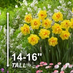 16/18 Cm, Tahiti Double Daffodil Flower Bulbs (Bag Of 25) -J Parkers Garden Store garden state bulb flower bulbs ecf 107 25 01 4f 1000