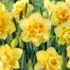 16/18 Cm, Tahiti Double Daffodil Flower Bulbs (Bag Of 25) -J Parkers Garden Store garden state bulb flower bulbs ecf 107 25 01 64 1000
