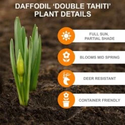 16/18 Cm, Tahiti Double Daffodil Flower Bulbs (Bag Of 25) -J Parkers Garden Store garden state bulb flower bulbs ecf 107 25 01 c3 1000