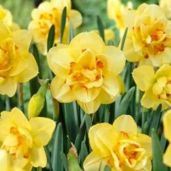 16/18 Cm, Tahiti Double Daffodil Flower Bulbs (Bag Of 250)