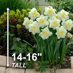 16/18 Cm, White Lion Double Daffodil Flower Bulbs (Bag Of 100) -J Parkers Garden Store garden state bulb flower bulbs ecf 108 100 04 4f 1000