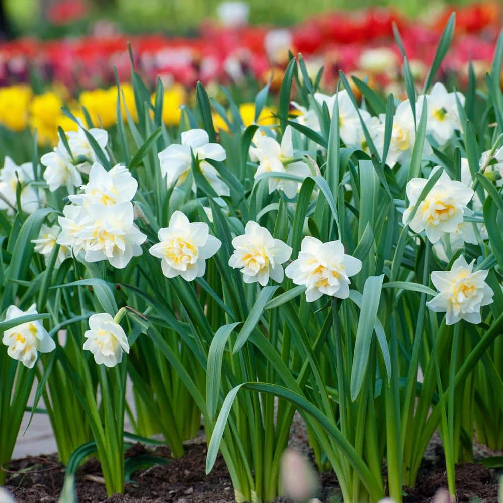 16/18 Cm, White Lion Double Daffodil Flower Bulbs (Bag Of 25) 10 16/18 Cm, White Lion Double Daffodil Flower Bulbs (Bag Of 25) - Image 8