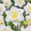 16/18 Cm, White Lion Double Daffodil Flower Bulbs (Bag Of 25) -J Parkers Garden Store garden state bulb flower bulbs ecf 108 25 01 64 1000