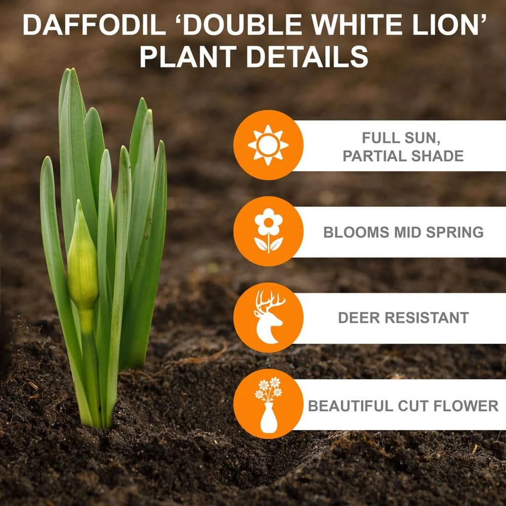 16/18 Cm, White Lion Double Daffodil Flower Bulbs (Bag Of 25) 4 16/18 Cm, White Lion Double Daffodil Flower Bulbs (Bag Of 25) - Image 2