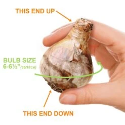 16/18 Cm, White Lion Double Daffodil Flower Bulbs (Bag Of 50) -J Parkers Garden Store garden state bulb flower bulbs ecf 108 50 02 1f 1000