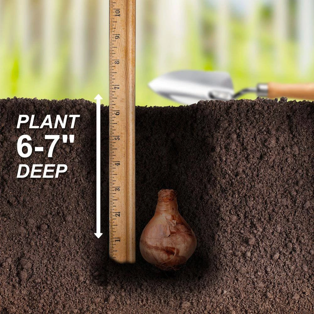 16/18 Cm, Brackenhurst Large Cupped Daffodil Flower Bulbs (Bag Of 100) 7 16/18 Cm, Brackenhurst Large Cupped Daffodil Flower Bulbs (Bag Of 100) - Image 5